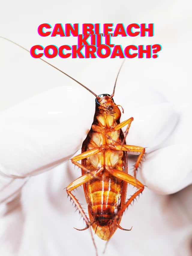 Does Bleach Kill Cockroaches?